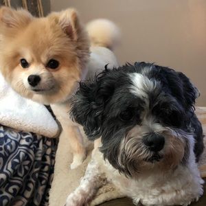 Meet your Posher, Beverly